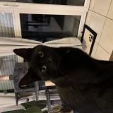 Foto del gato perdido en Tours