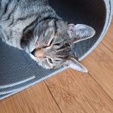 Foto del gato perdido en Villejuif 94800