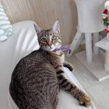 Foto del gato perdido en Le Pouliguen