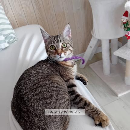Foto 1/1 Pépette Chat perdido en Le pouliguen