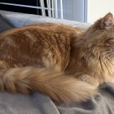 Foto del gato perdido en Noisy Le Grand