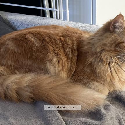 Foto 1/1 BENABBI Yannis Chat perdido en Noisy le grand