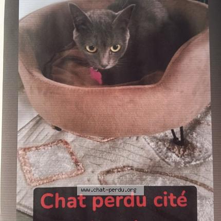 Foto 1/1 Mizo Chat perdido en Saint denis