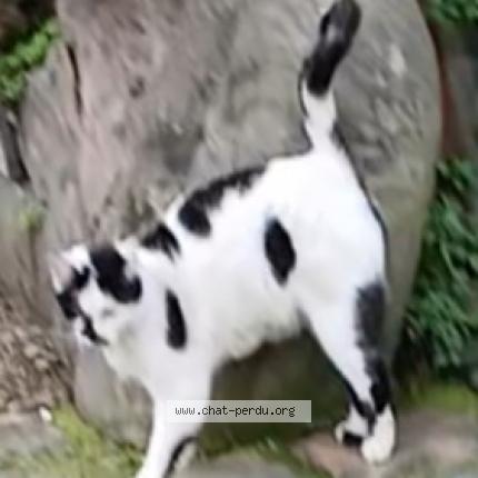 Foto 1/1 Miquetta Chat perdido en Paris