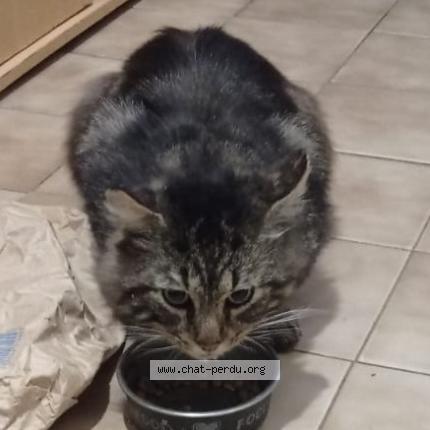 Foto 1/1 Gato encontrado Encontrado en Feyzin