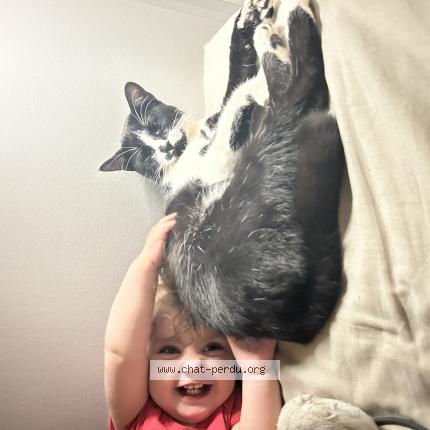 Foto 1/1 Arlo Chat perdido en Beziers