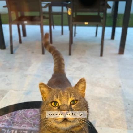 Foto 1/1 Gato encontrado Encontrado en Saint ouen l aumone