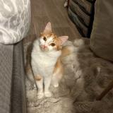 Foto del gato perdido en Villeneuve D Ascq