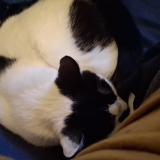 Foto de gato encontrado en Rechthalten