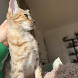 Foto del gato perdido en Paris