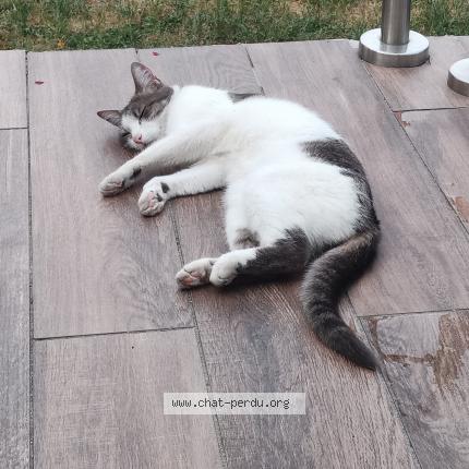 Foto 1/2 tiky Chat perdido en Le blanc mesnil