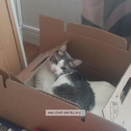 Foto 2/2 tiky Chat perdido en Le blanc mesnil