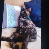 Foto de gato encontrado en Charvieu Chavagneux