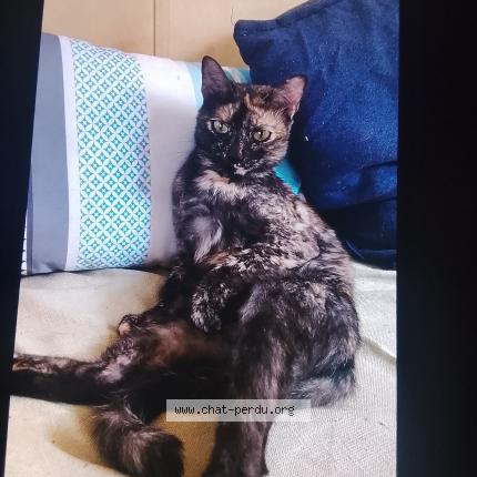 Foto 1/1 Gato encontrado Encontrado en Charvieu chavagneux