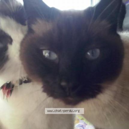 Foto 1/1 Chatouille Chat perdido en Commequiers