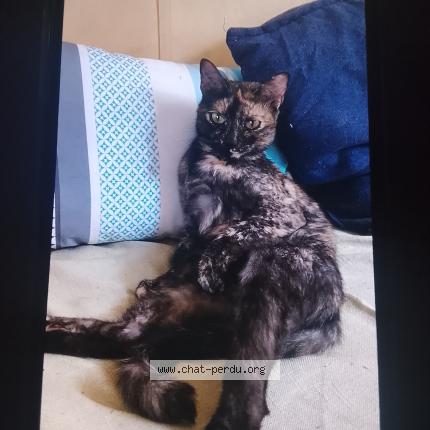 Foto 1/1 Kitty Chat perdido en Charvieu chavagneux