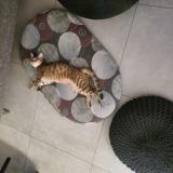 Foto del gato perdido en Echirolles