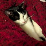 Foto del gato perdido en Sermamagny