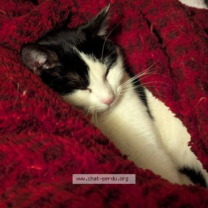 Foto 1/4 Ninou Chat perdido en Sermamagny