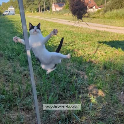 Foto 3/4 Ninou Chat perdido en Sermamagny