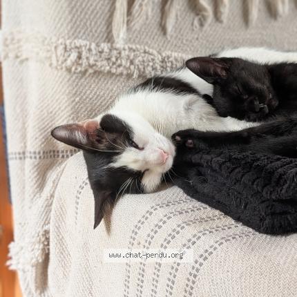 Foto 4/4 Ninou Chat perdido en Sermamagny