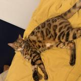 Foto del gato perdido en La Ravoire