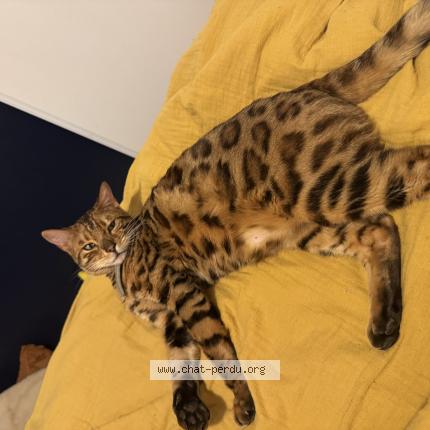 Foto 1/1 Alpin Chat perdido en La ravoire