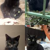 Foto del gato perdido en Besancon