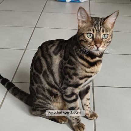 Foto 1/1 Uska Chat perdido en Vif