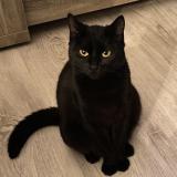 Foto del gato perdido en Echillais