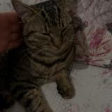 Foto del gato perdido en Lorris