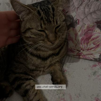 Foto 1/1 T’ekkir Chat perdido en Lorris