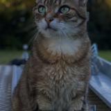 Foto del gato perdido en Montagnat