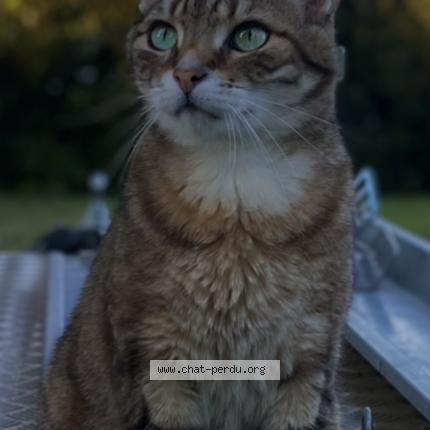 Foto 1/1 Cookie Chat perdido en Montagnat