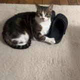 Foto del gato perdido en Le Raincy