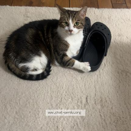 Foto 1/1 Katarina Chat perdido en Le raincy