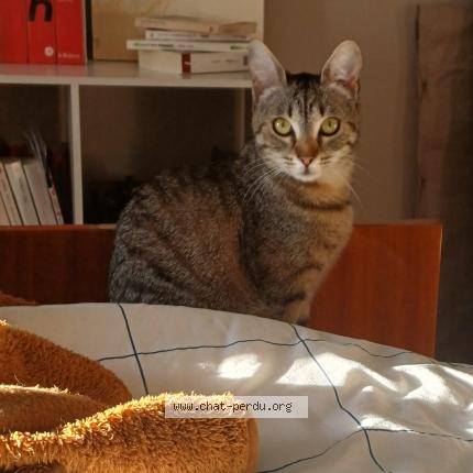 Foto 1/1 Sassu Chat perdido en Angouleme