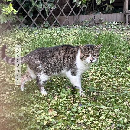 Foto 1/3 Gato encontrado Encontrado en Garches