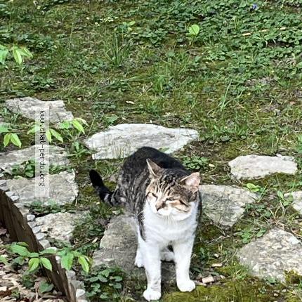 Foto 2/3 Gato encontrado Encontrado en Garches