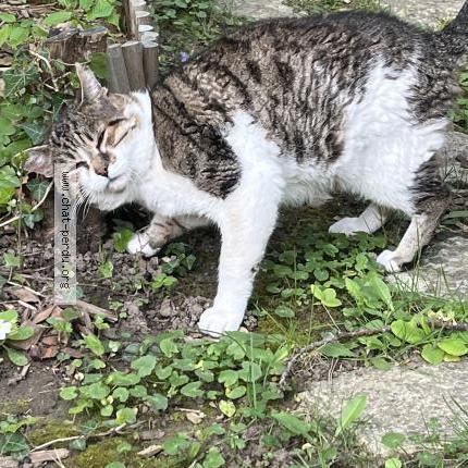 Foto 3/3 Gato encontrado Encontrado en Garches