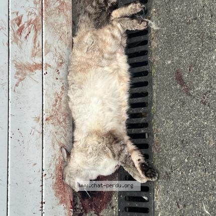 Foto 1/1 Gato encontrado Encontrado en Montussan