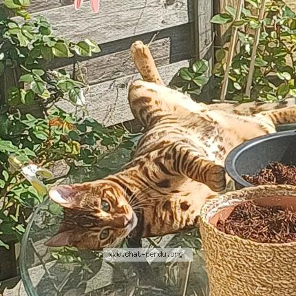 Foto 1/1 Ocelot Chat perdido en Argenteuil