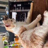 Foto del gato perdido en Montigny En Ostrevent