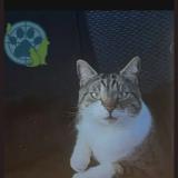 Foto del gato perdido en Charny