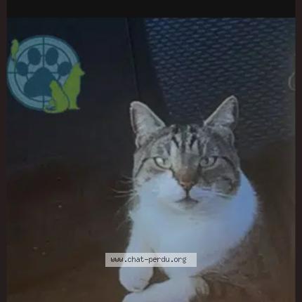 Foto 1/1 Blue Chat perdido en Charny