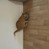 Foto de gato encontrado en Couzeix