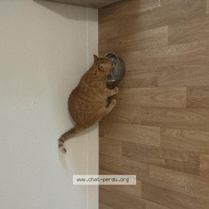 Foto 1/1 Gato encontrado Encontrado en Couzeix