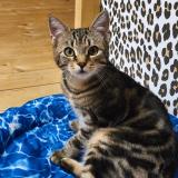 Foto del gato perdido en Isneauville