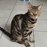 Foto del gato perdido en Vif