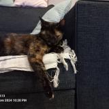 Foto del gato perdido en Tonnay Charente